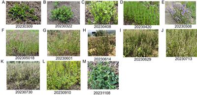 A comparative study of the quality differences and seasonal dynamics of flavonoids between the aerial parts and roots of Scutellaria barbata